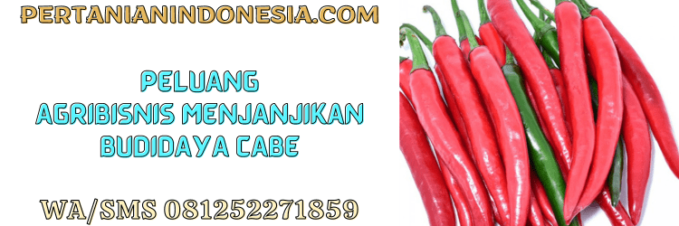 peluang,agrobisnis,agribisnis,budidaya,cabe,pertanian indonesia